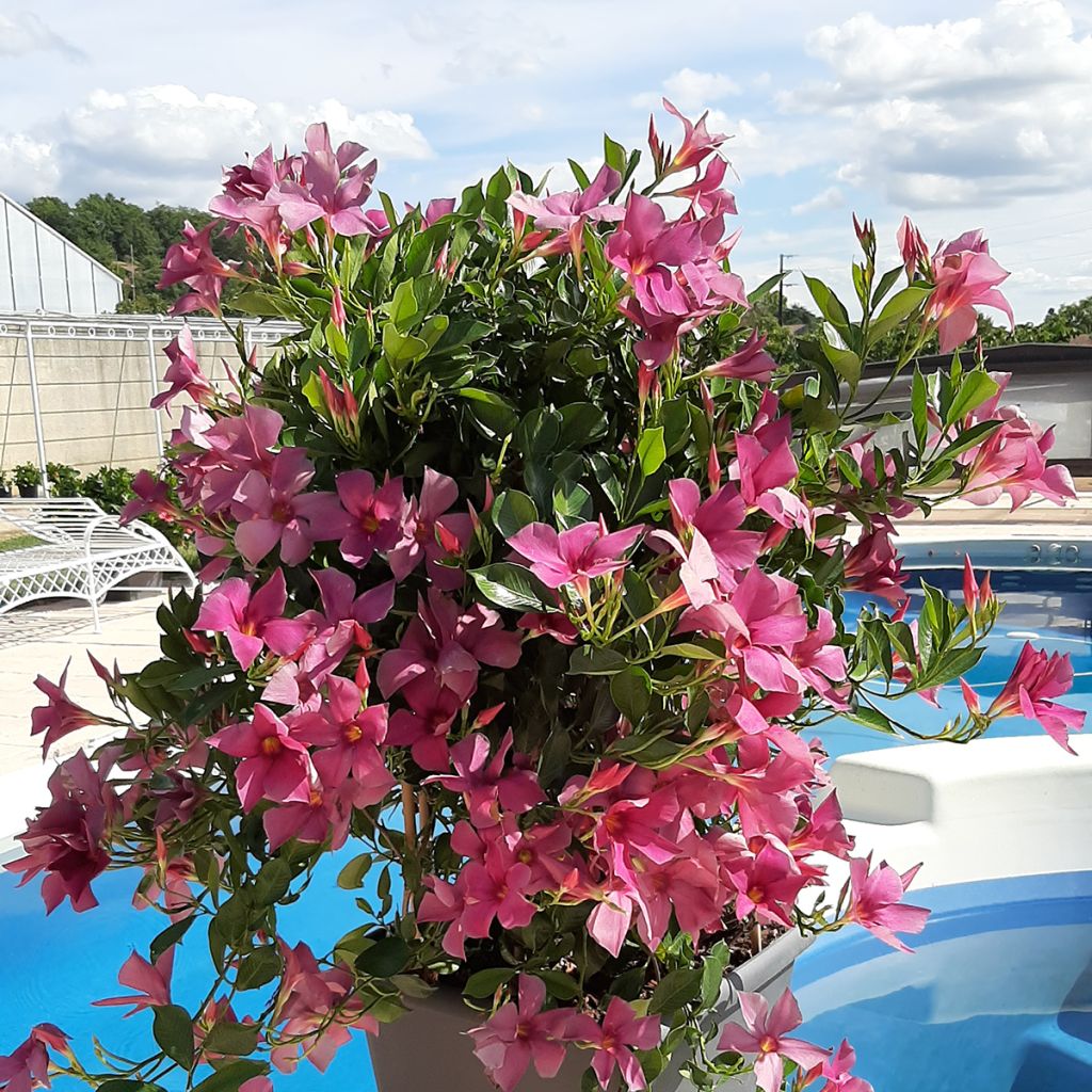 Dipladenia Diamantina Amethyst Violet