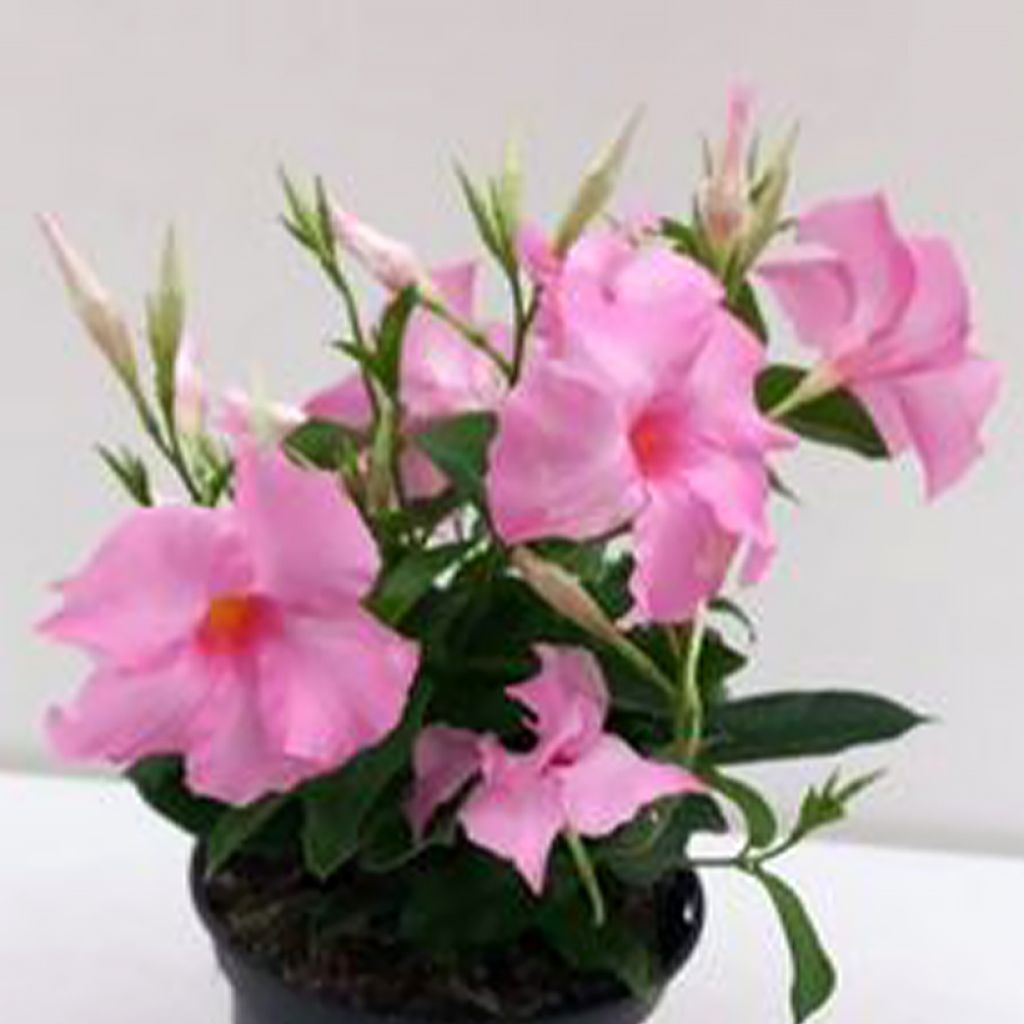 Dipladenia Diamantina Tourmaline Pink