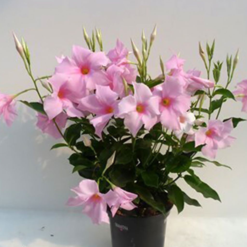 Dipladenia Diamantina Tourmaline Pink