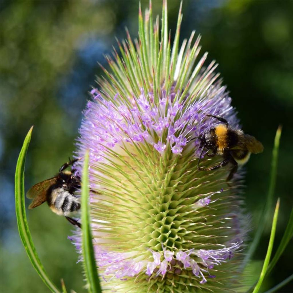 Dipsacus fullonum - Cardère sauvage - Cabaret des oiseaux