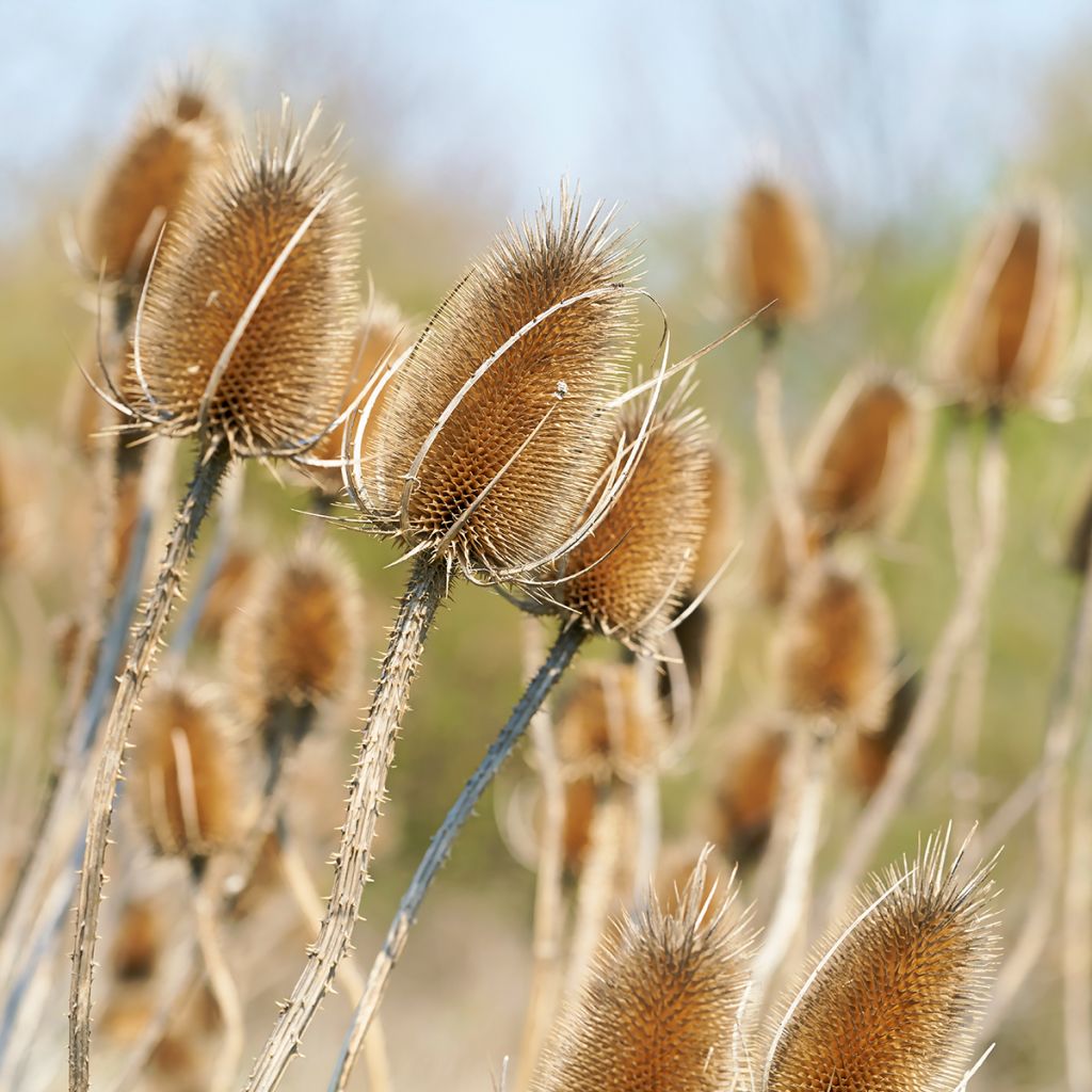 Dipsacus fullonum - Scardaccione selvatico