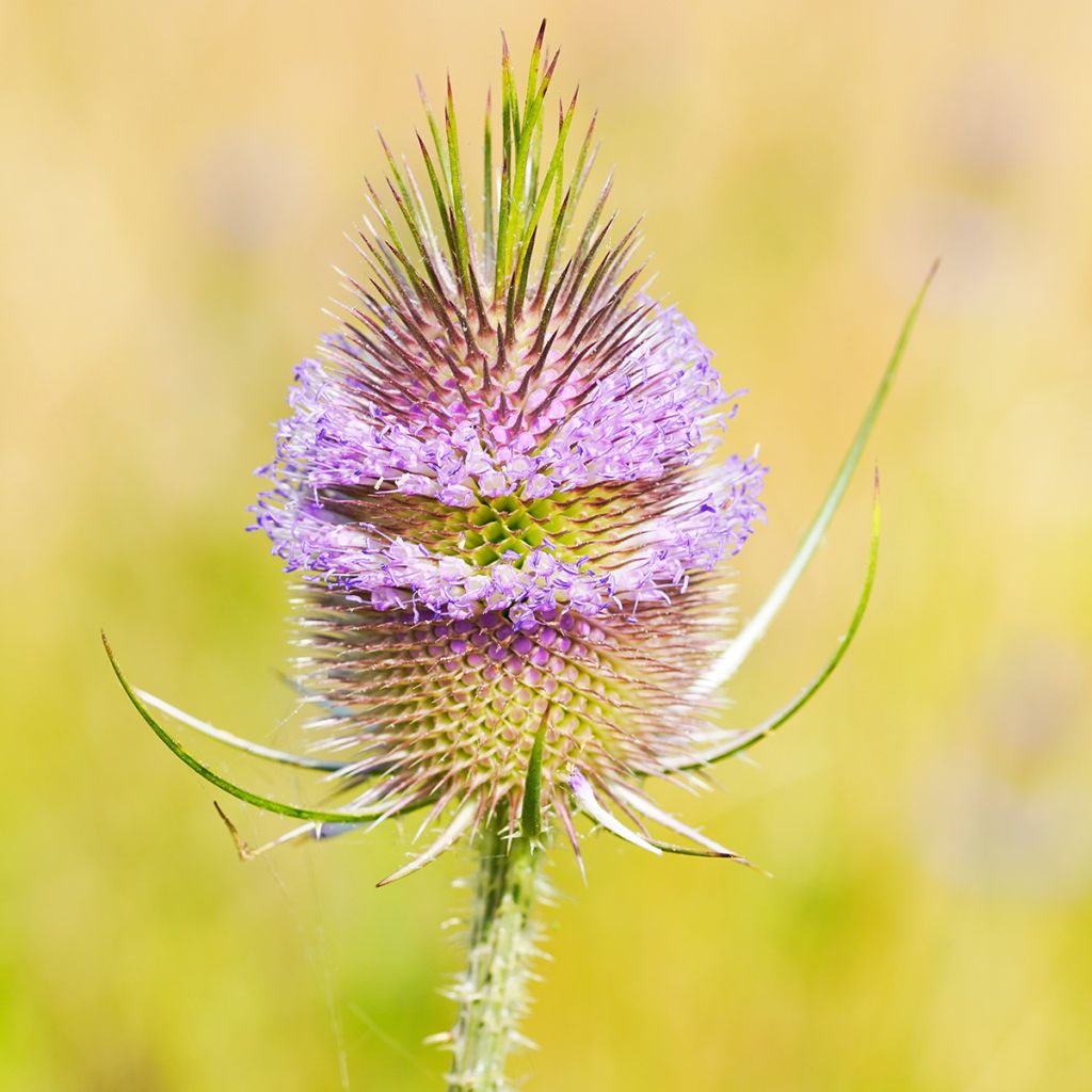 Dipsacus fullonum - Scardaccione selvatico