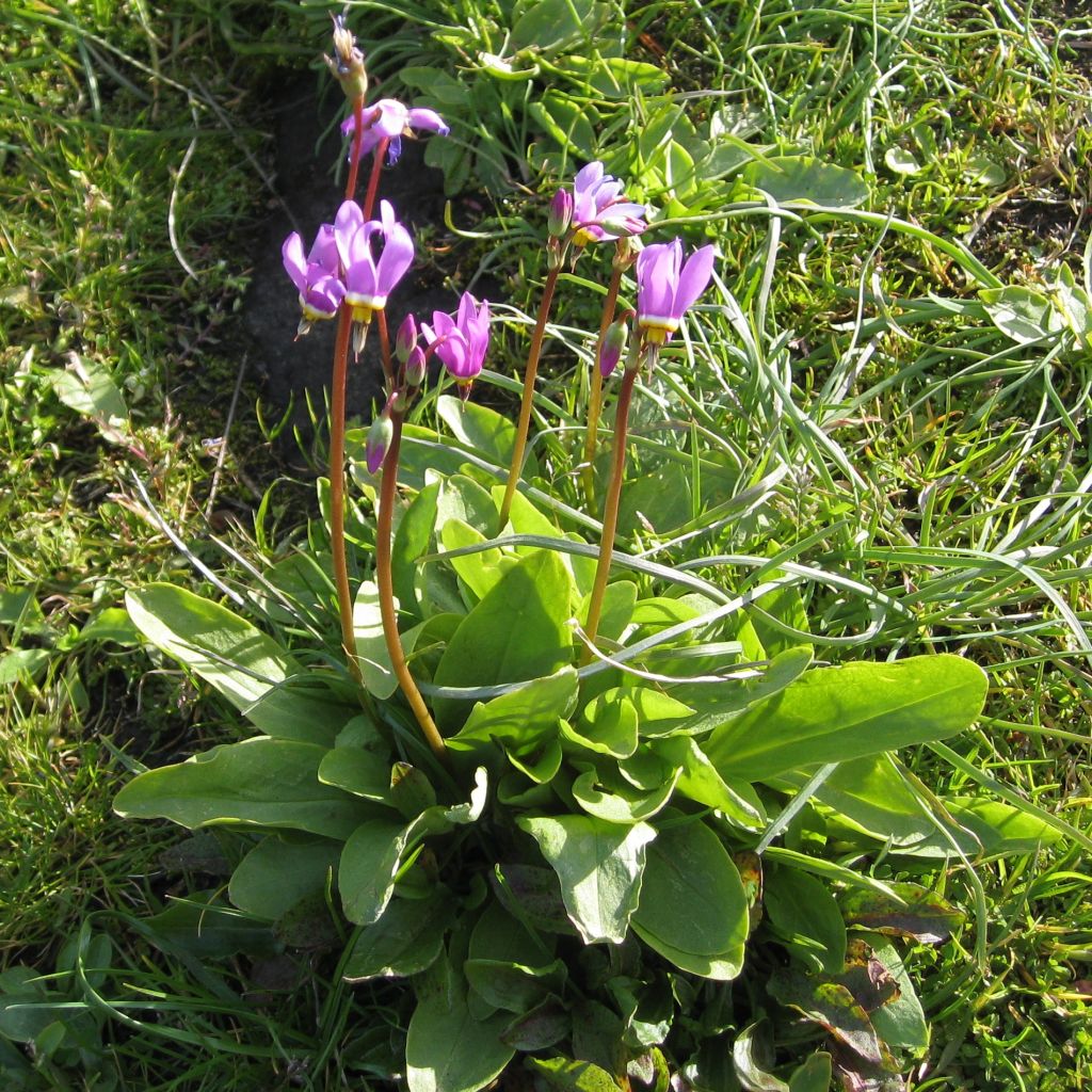 Dodecatheon jeffreyi Rotlicht, Gyroselle