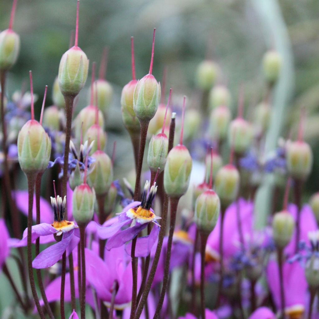 Dodecatheon meadia, Gyroselle