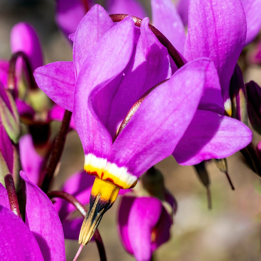 Dodecatheon meadia