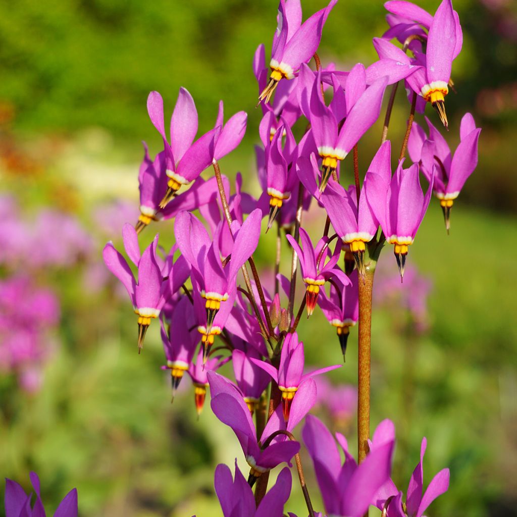 Dodecatheon meadia