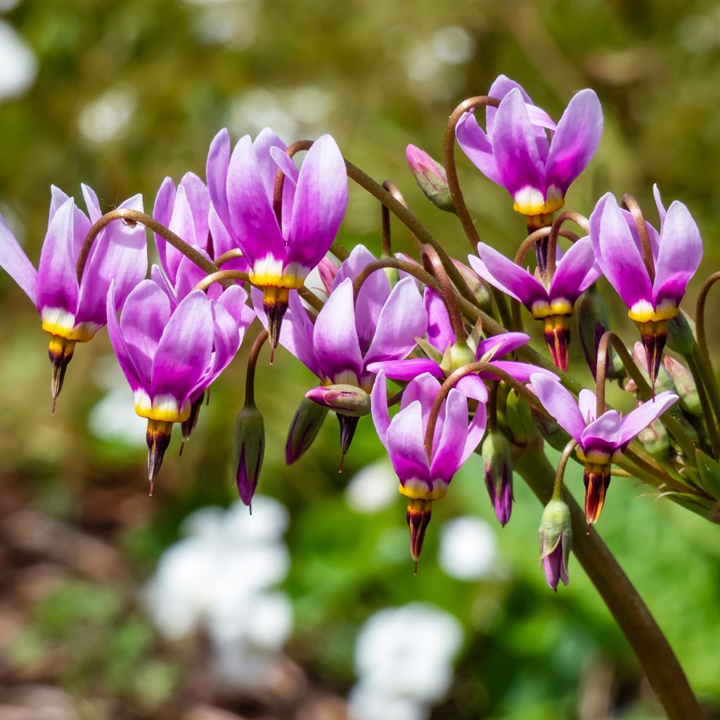 Dodecatheon meadia