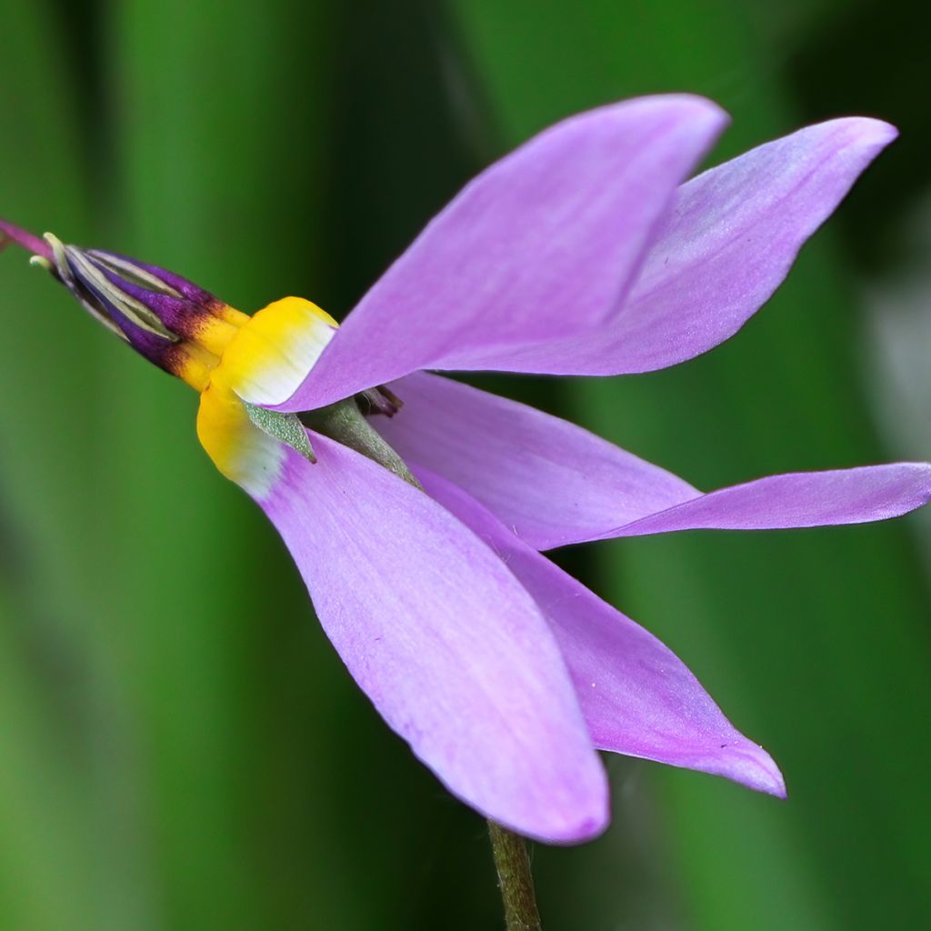 Dodecatheon meadia