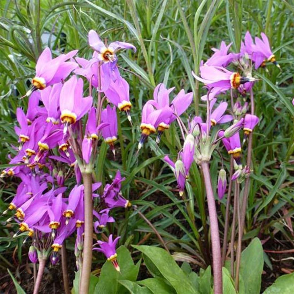 Dodecatheon meadia Queen Victoria