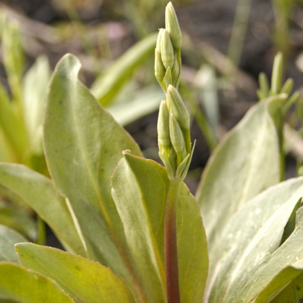 Dodecatheon meadia Queen Victoria