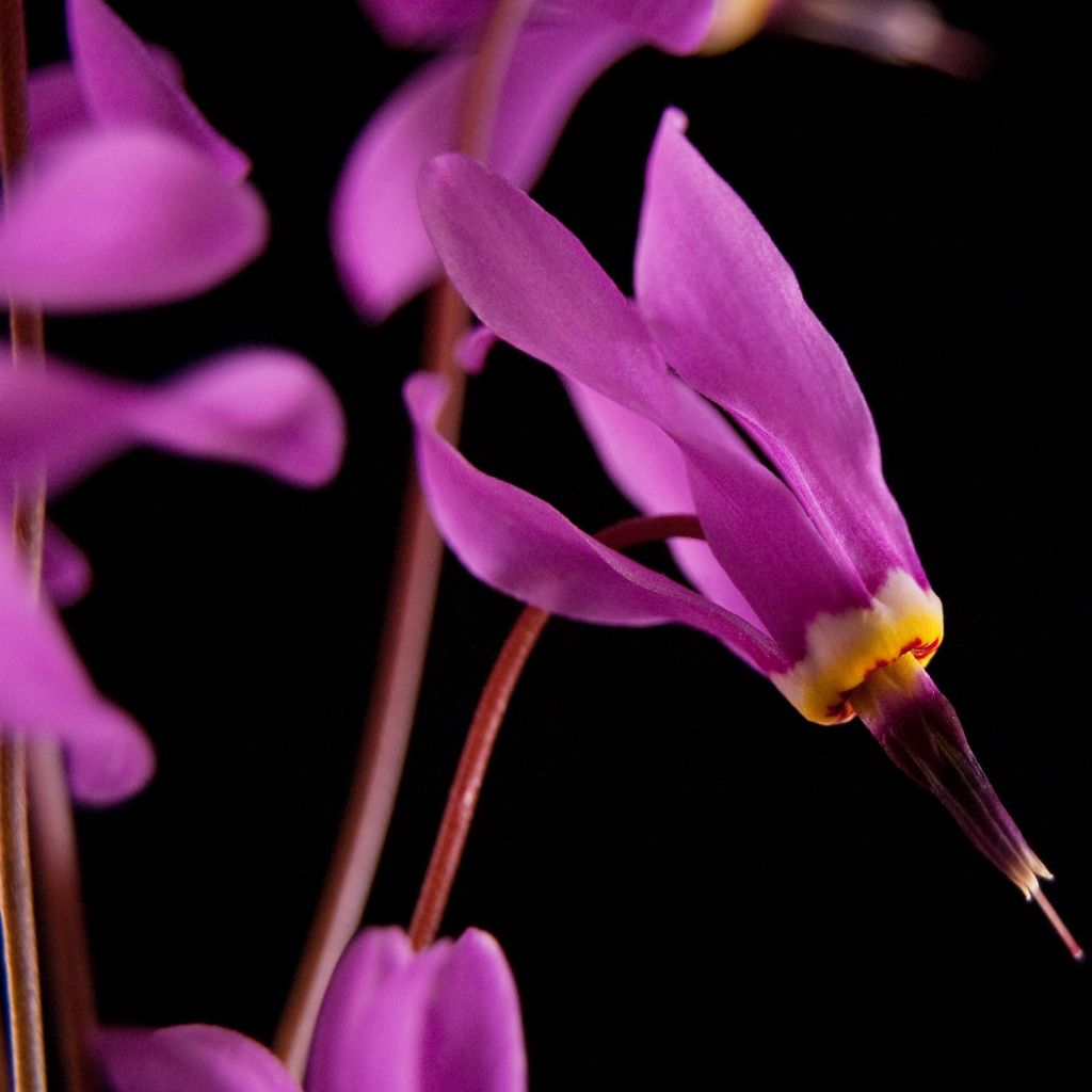 Dodecatheon pulchellum Red Wings, Gyroselle