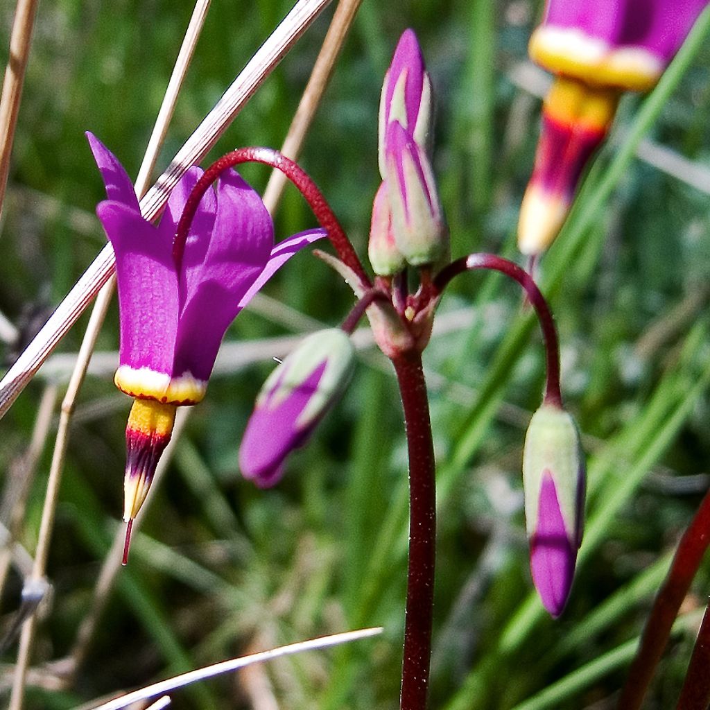 Dodecatheon pulchellum Red Wings, Gyroselle