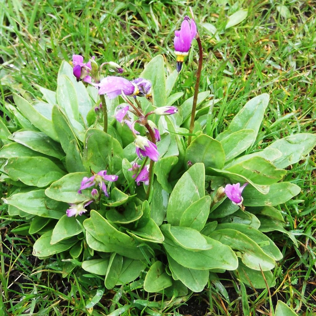 Dodecatheon pulchellum Red Wings, Gyroselle