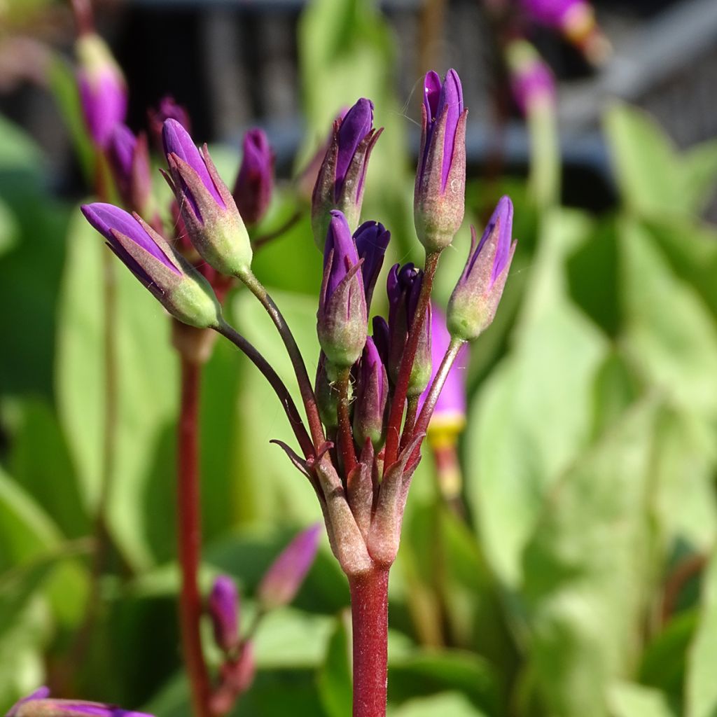 Dodecatheon pulchellum Red Wings - Gyroselle