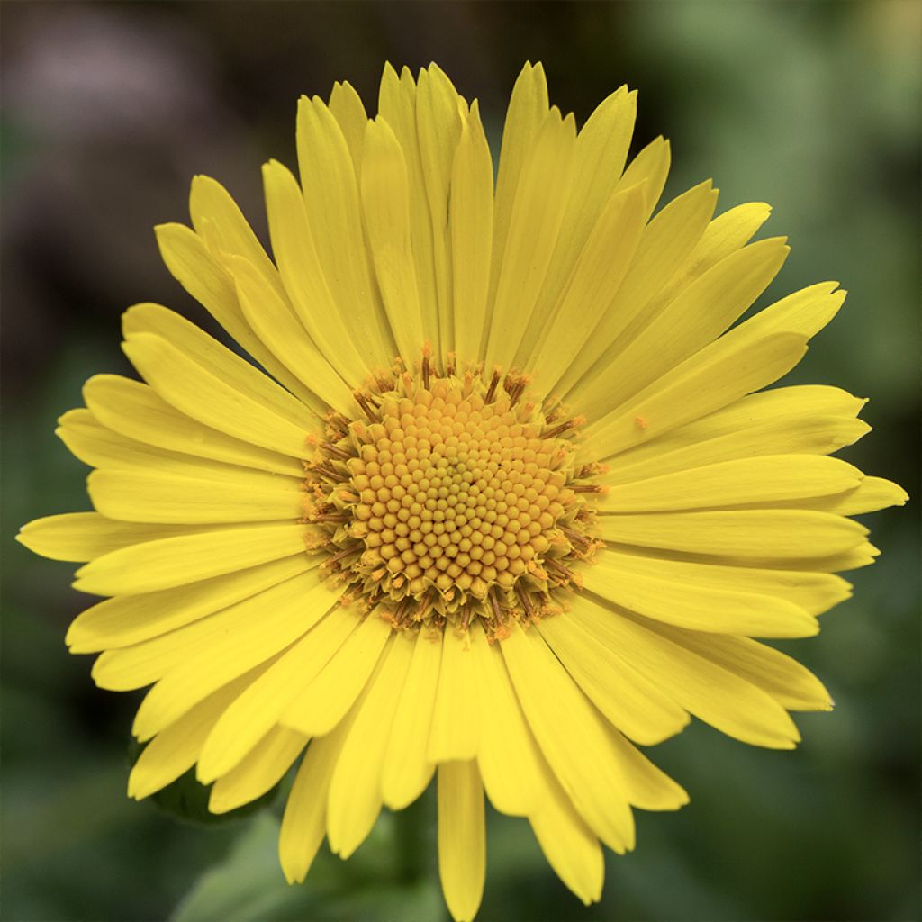 Doronicum pardalianches - Doronico medicinale