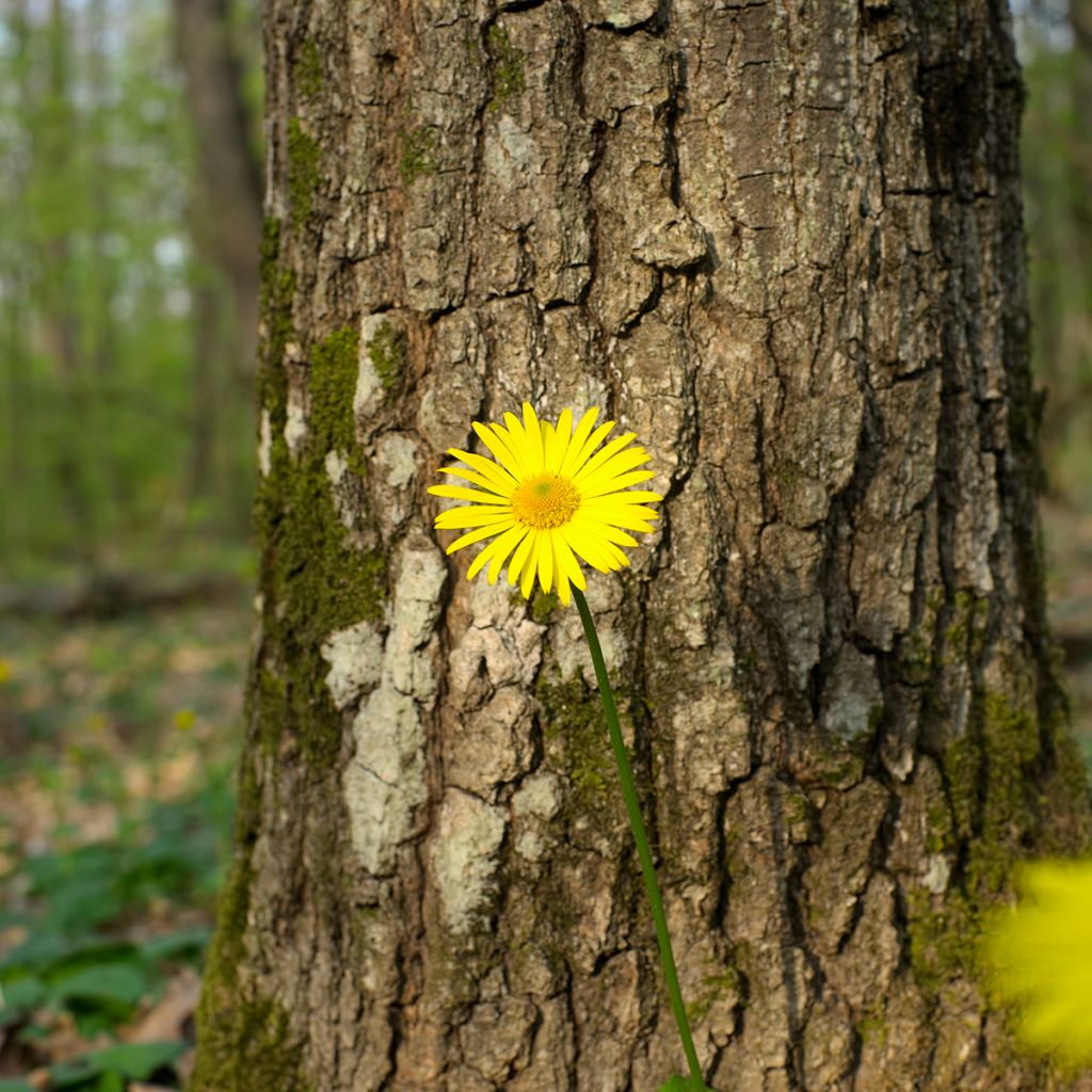 Doronicum pardalianches - Doronico medicinale