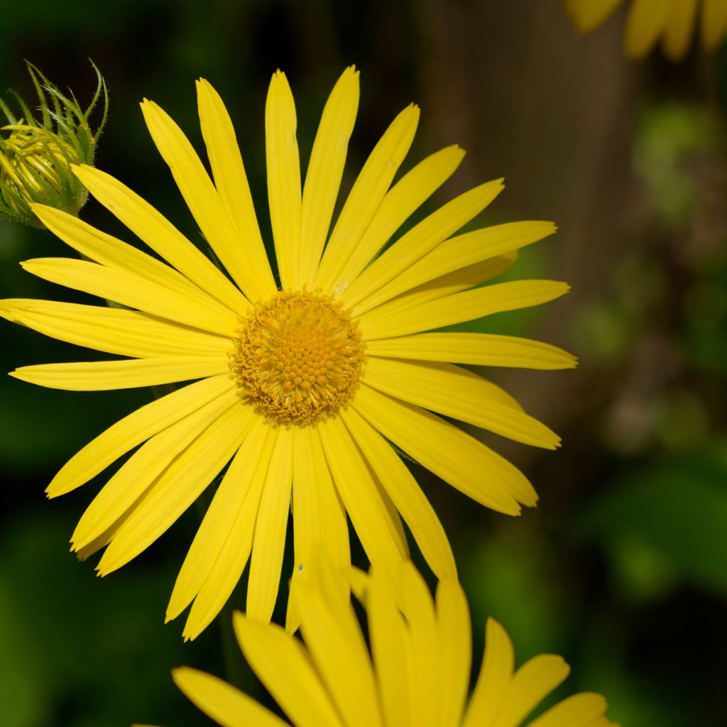 Doronicum pardalianches - Doronico medicinale