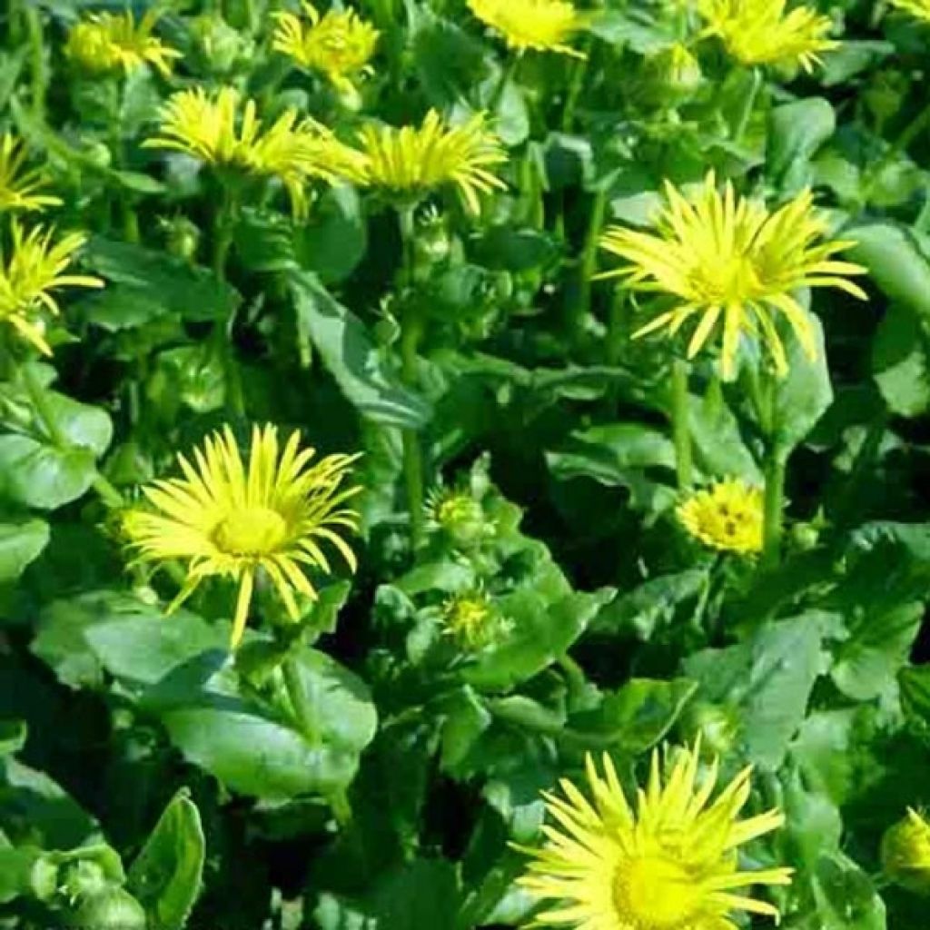 Doronicum ori. Magnificum - Doronic