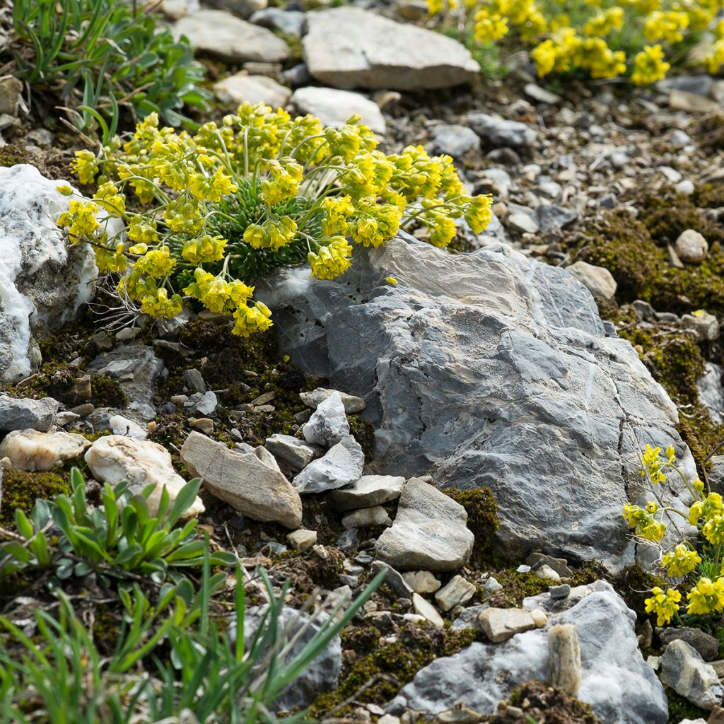 Draba aizoides - Draba gialla