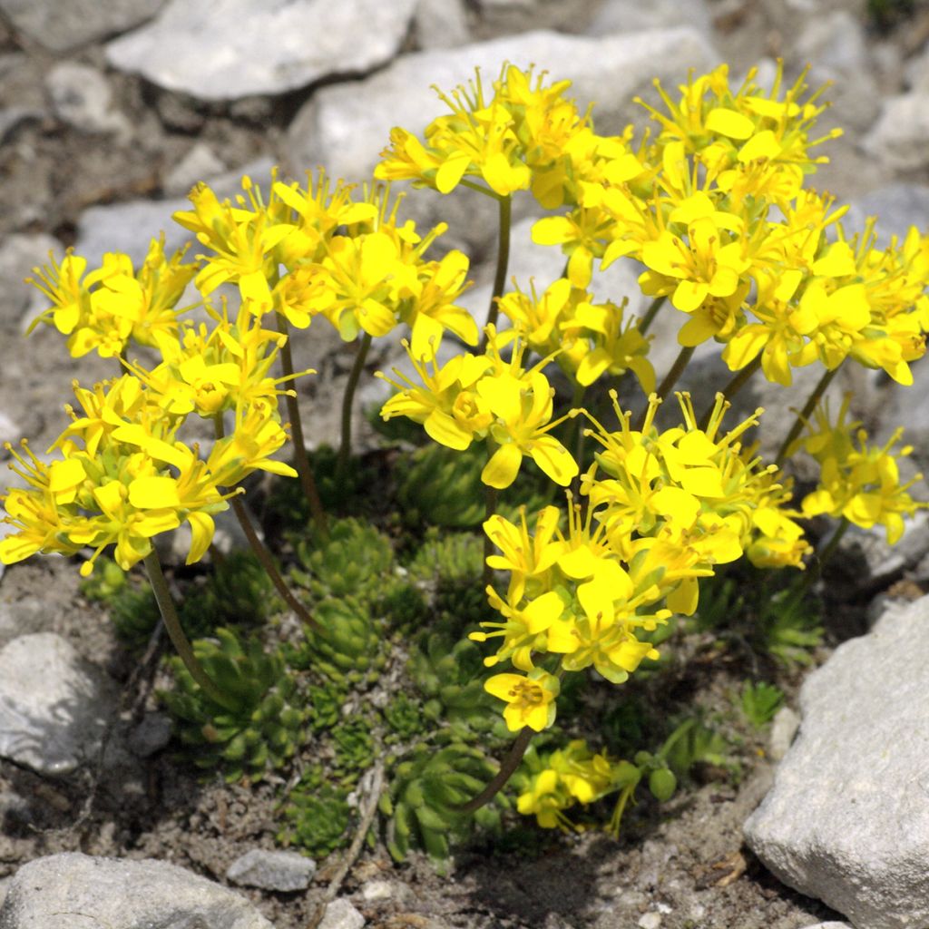 Draba aizoides - Draba gialla