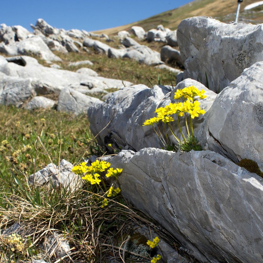 Draba aizoides - Draba gialla