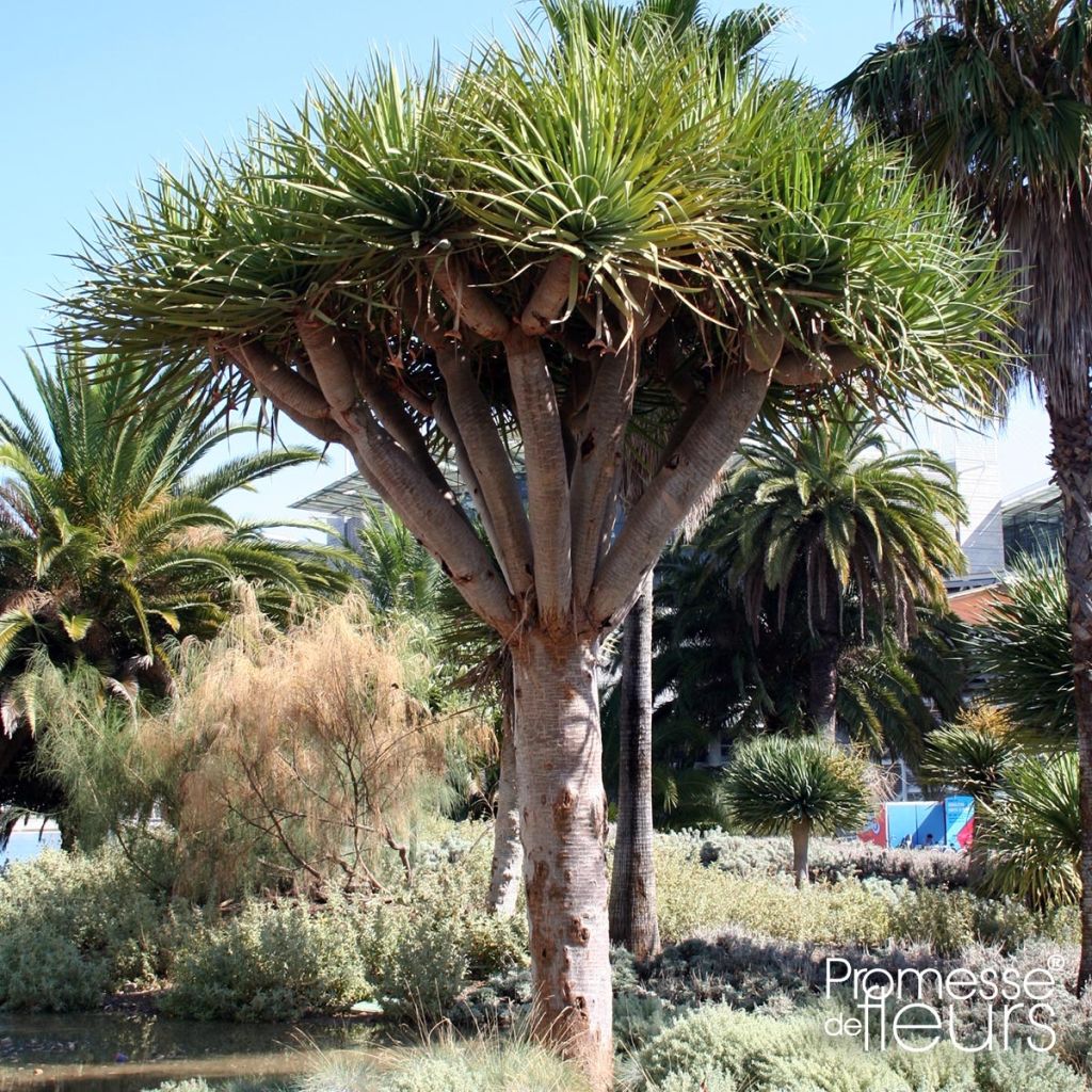 Dracaena draco - Dragonnier des Canaries