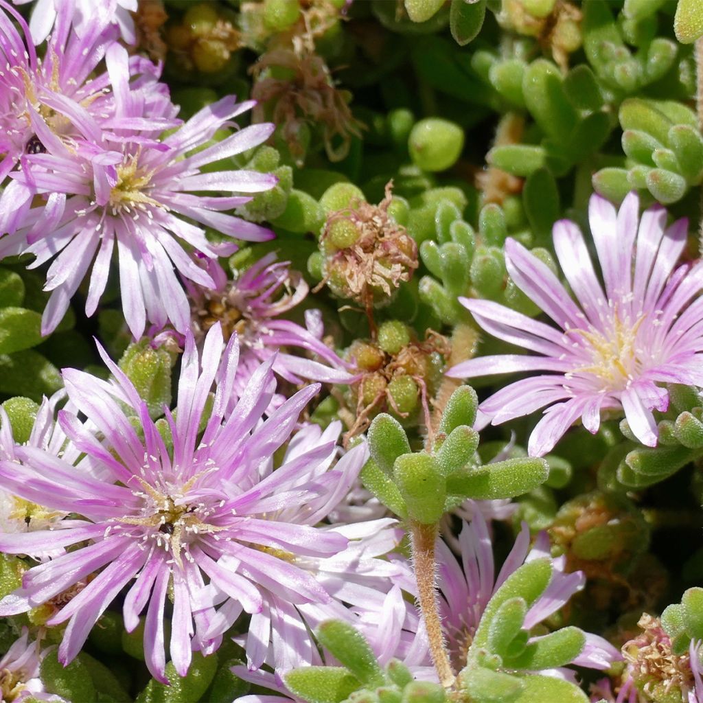 Drosanthemum candens (= floribundum)