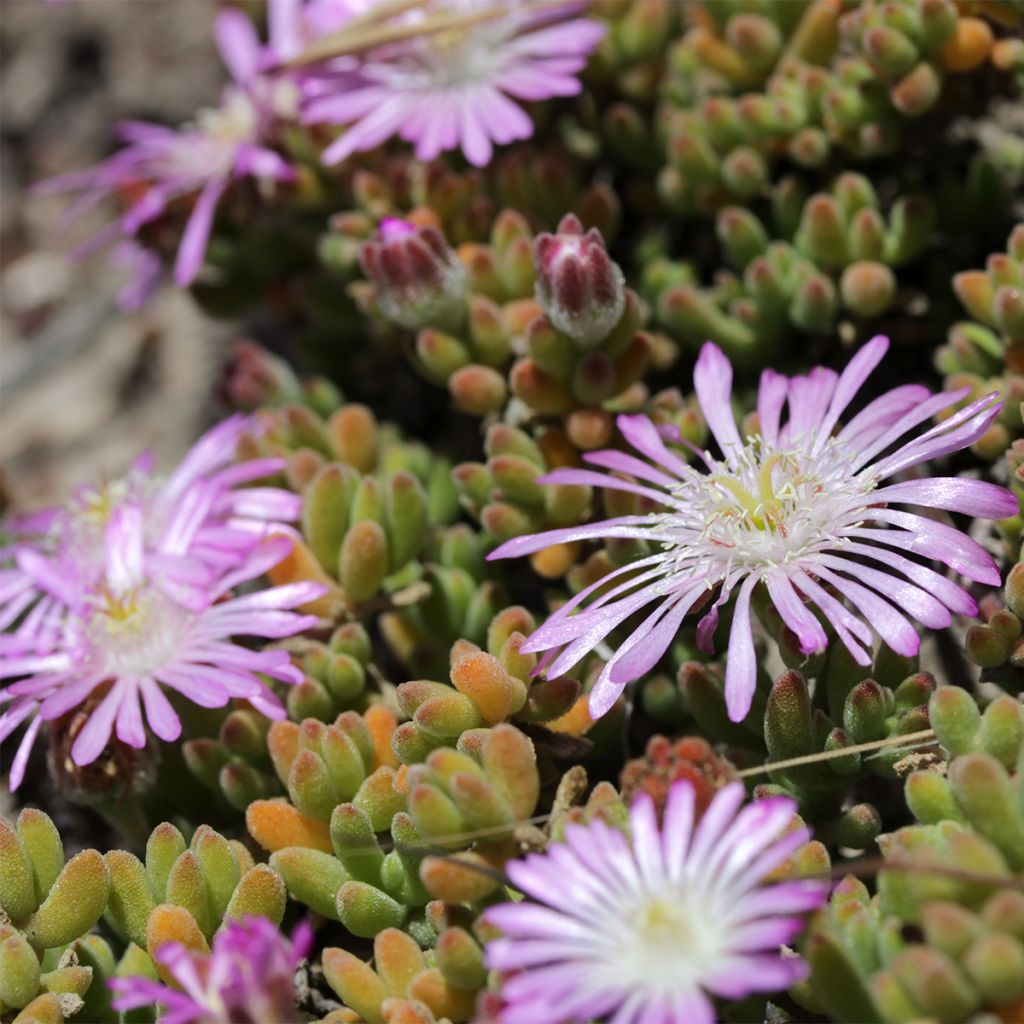 Drosanthemum candens (= floribundum)