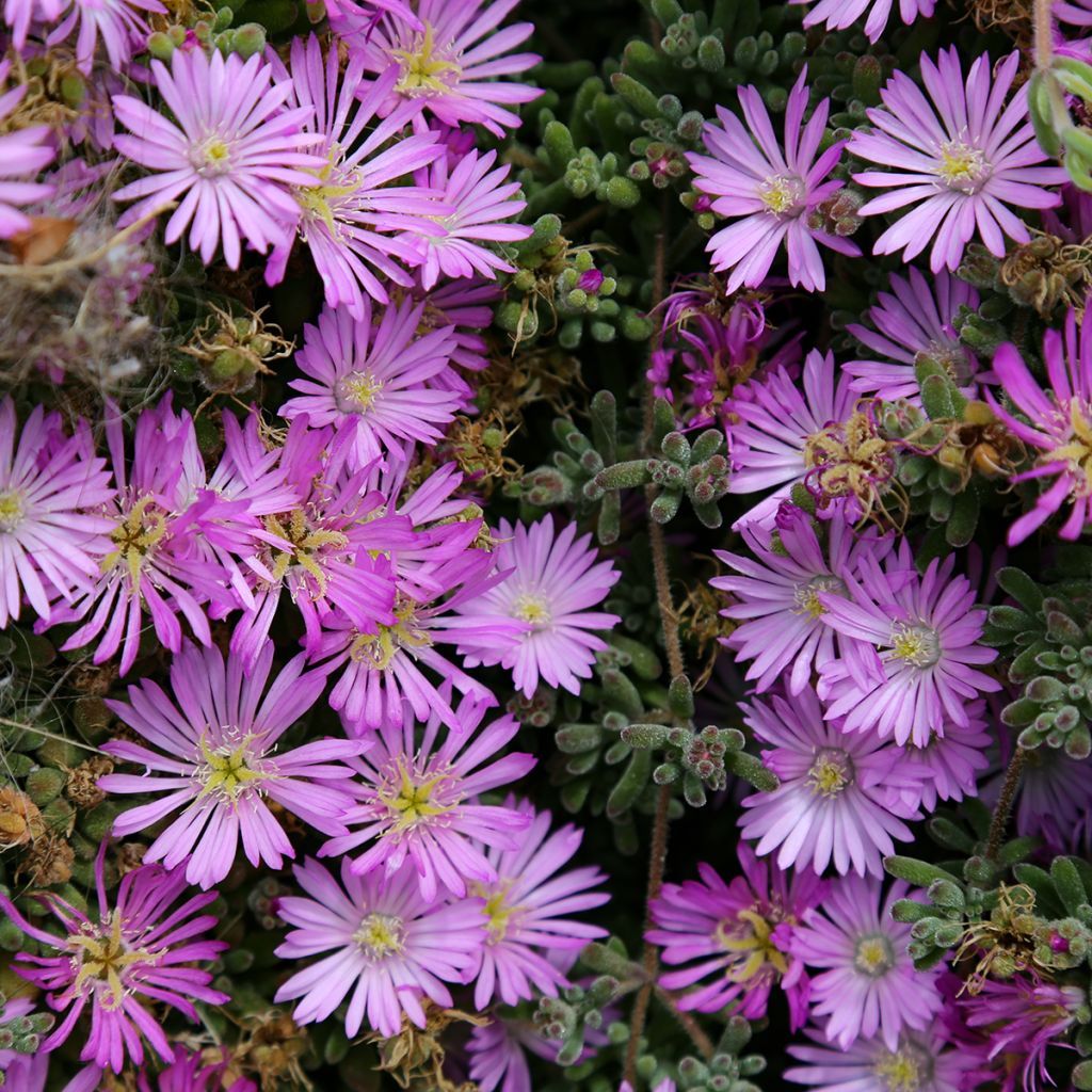 Drosanthemum candens - Erba cristallina splendente