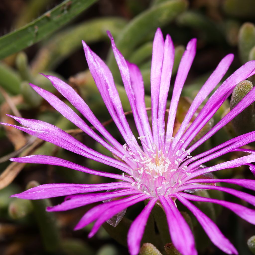 Drosanthemum candens - Erba cristallina splendente