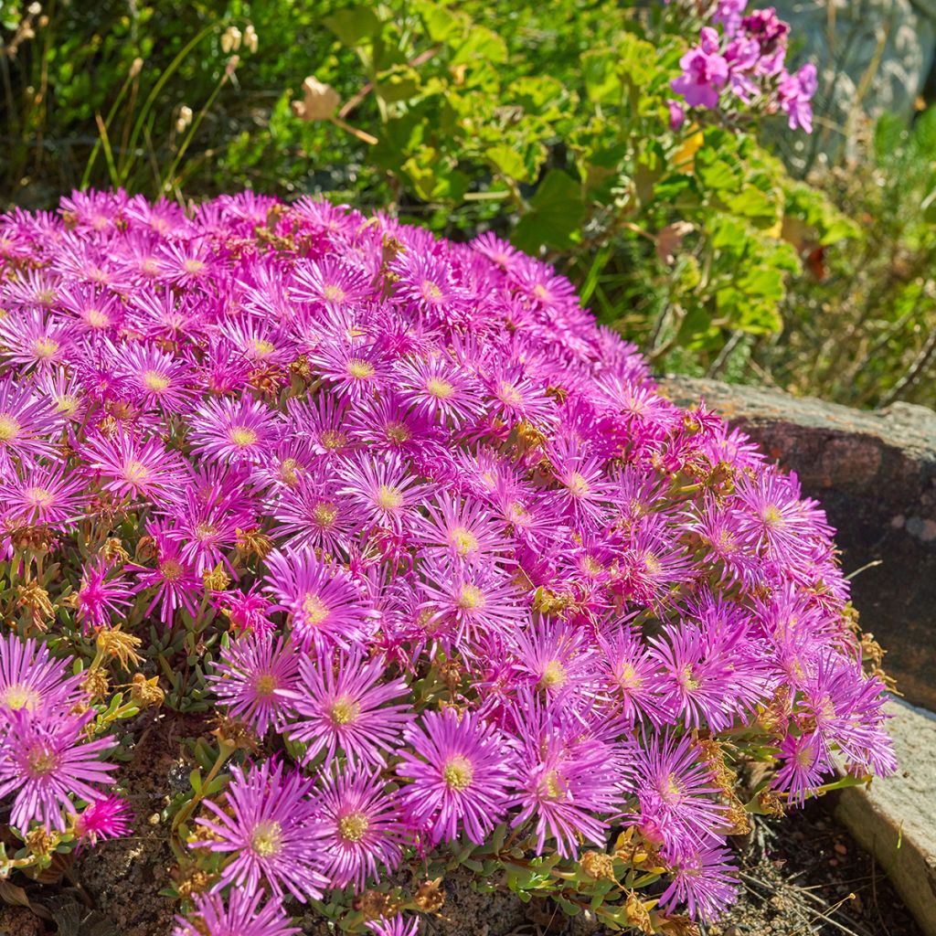 Drosanthemum candens - Erba cristallina splendente