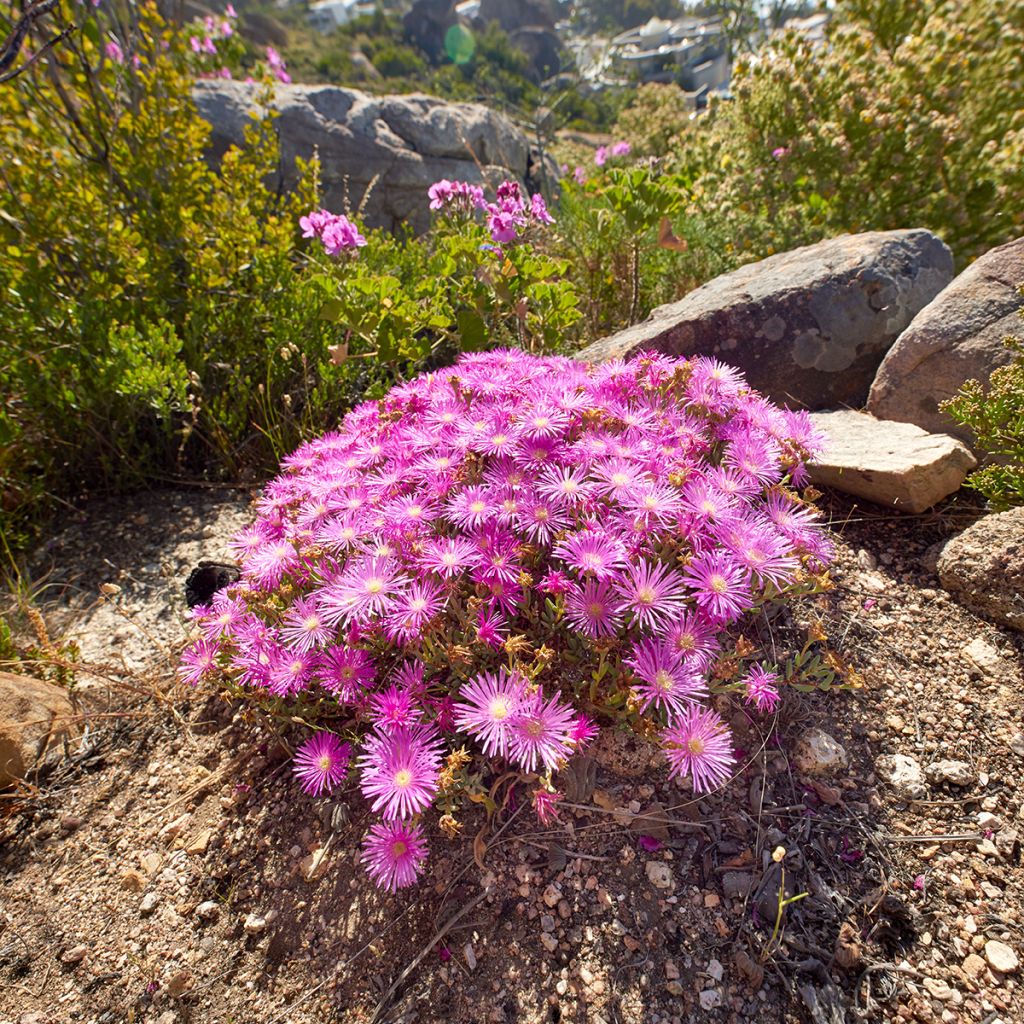 Drosanthemum candens - Erba cristallina splendente