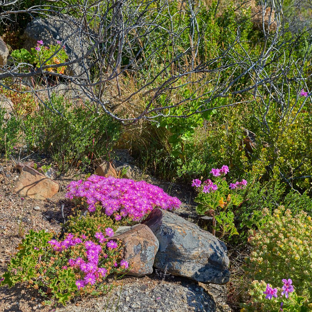 Drosanthemum candens - Erba cristallina splendente