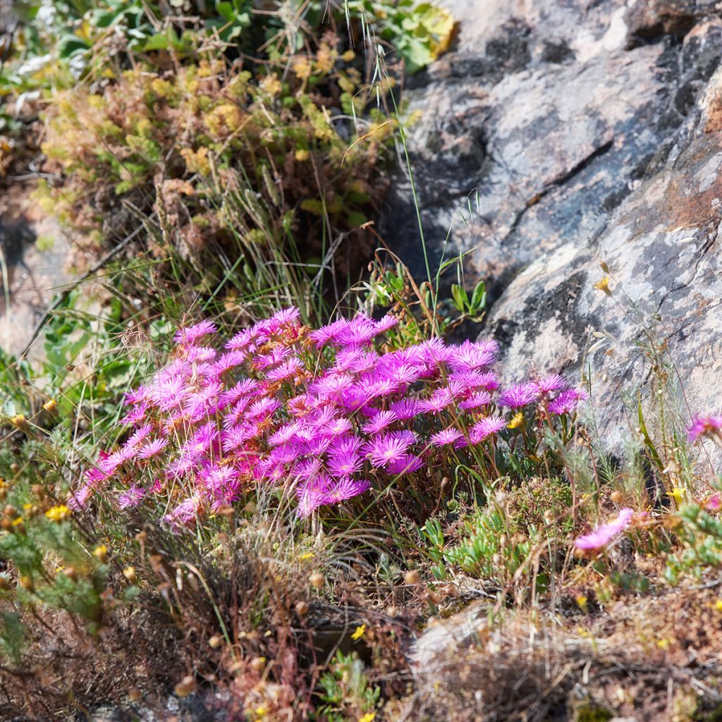 Drosanthemum candens - Erba cristallina splendente