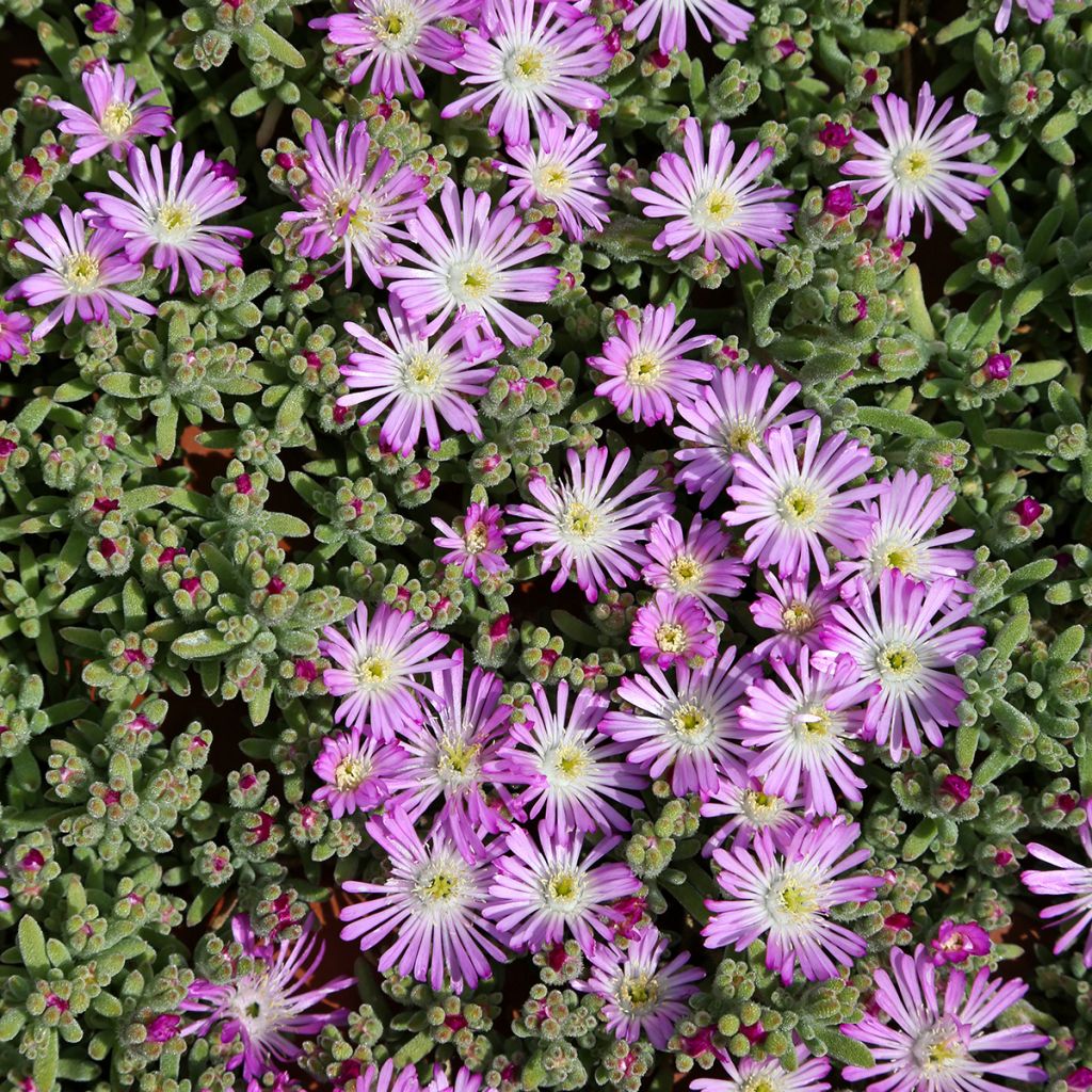 Drosanthemum hispidum - Erba cristallina ispida