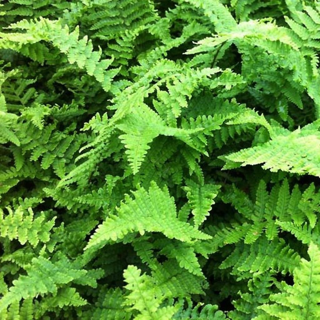 Dryopteris affinis Crispa