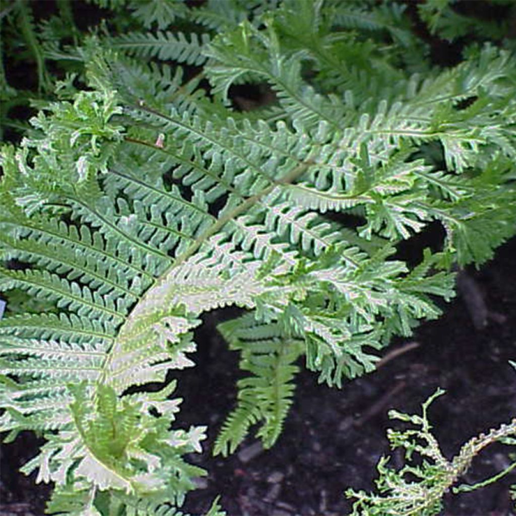 Dryopteris affinis Cristata