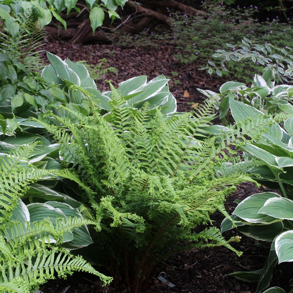 Dryopteris affinis Cristata