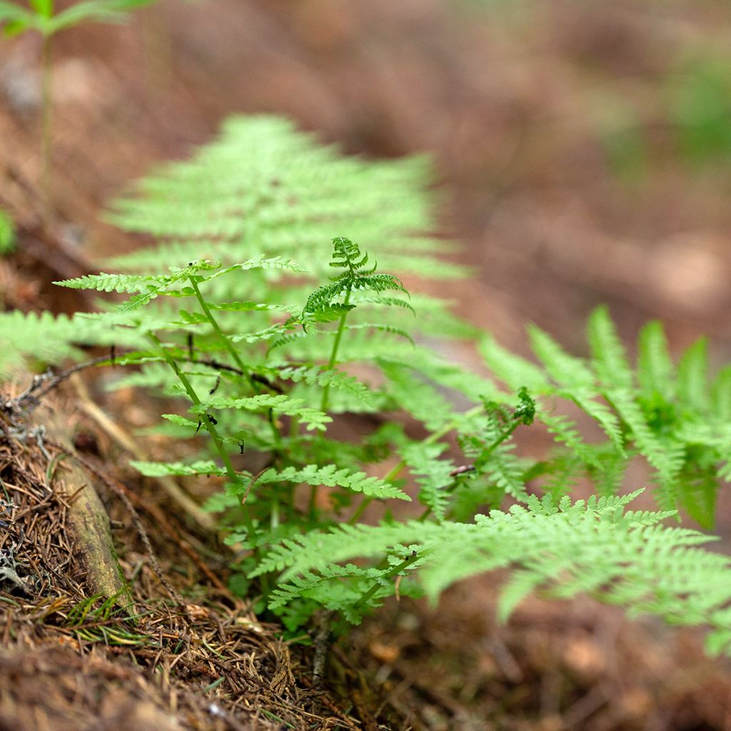 Dryopteris carthusiana - Fougère ou Dryoptéride des chartreux