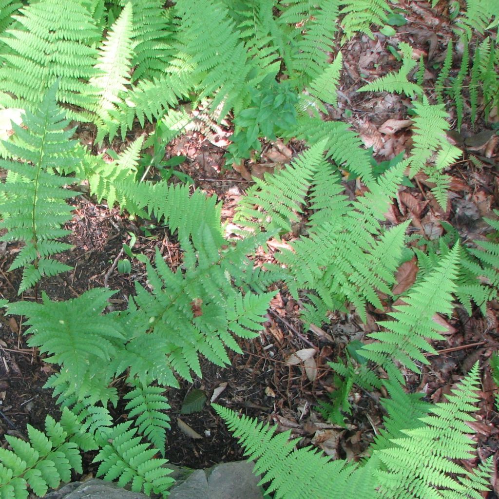 Fougère, Dryopteris clintoniana