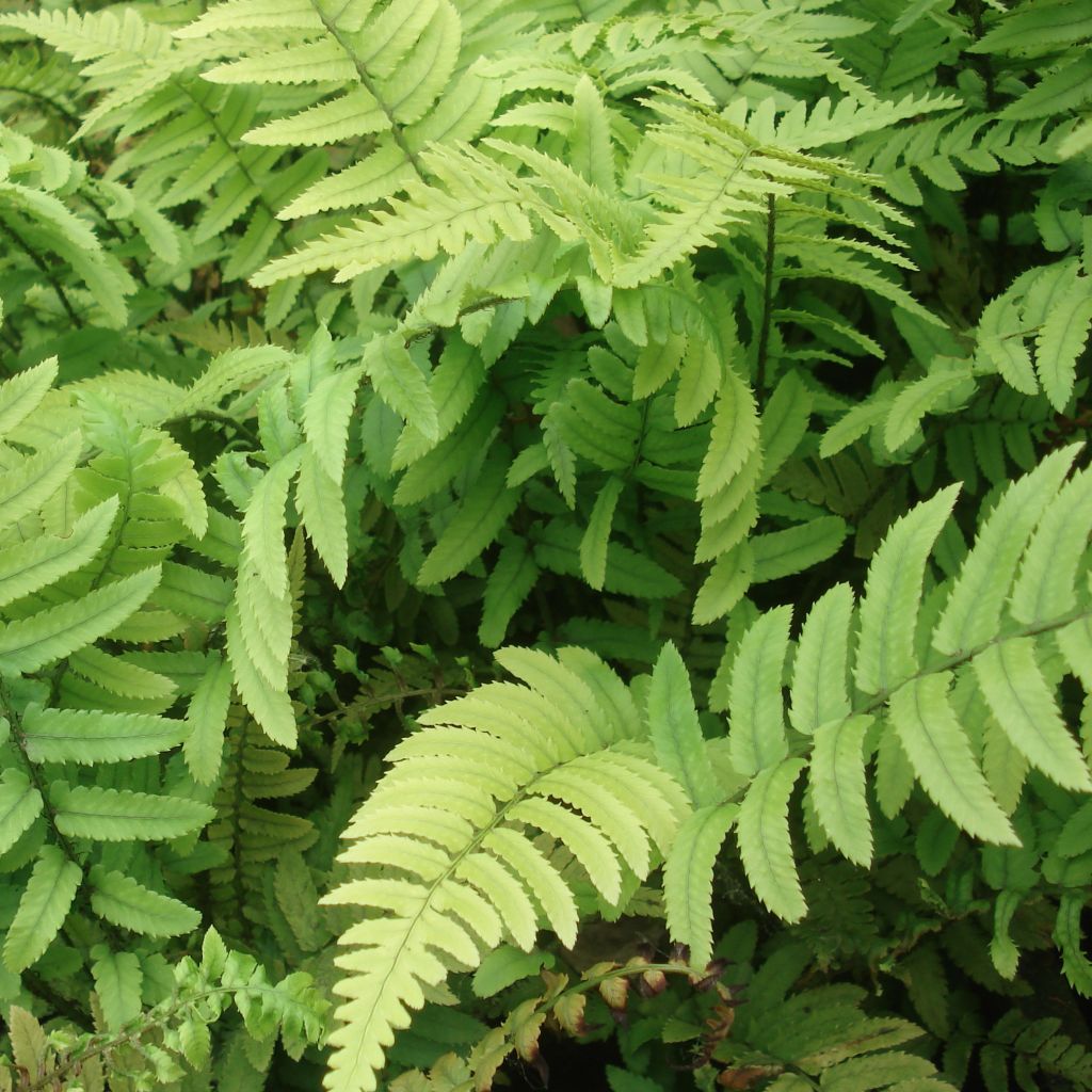 Fougère, Dryopteris cycadina