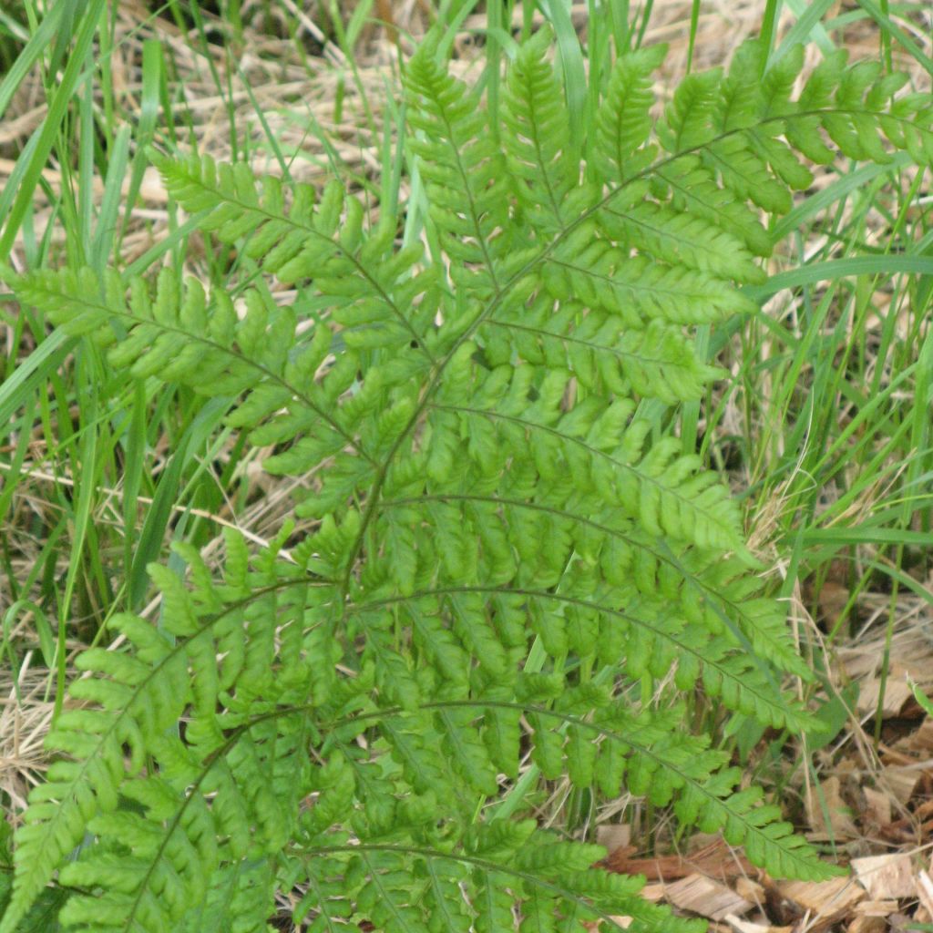 Fougère, Dryopteris dilatata