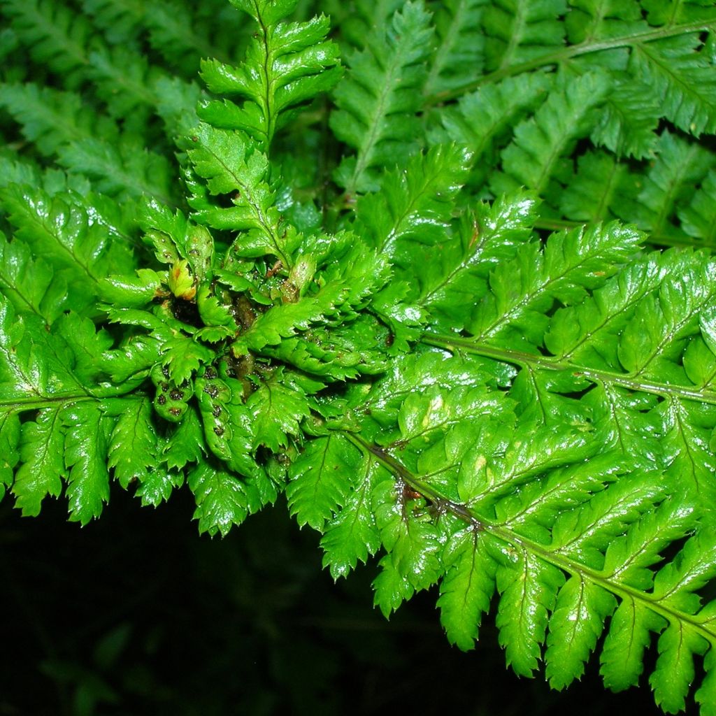 Fougère, Dryopteris dilatata