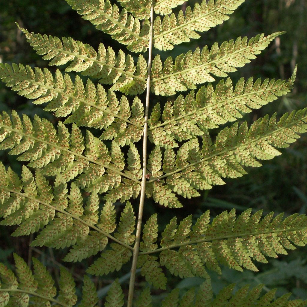 Fougère, Dryopteris dilatata