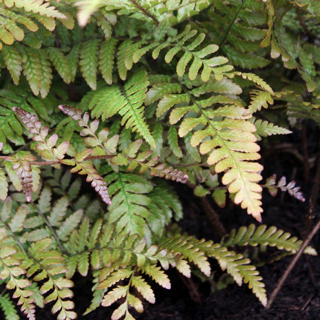 Dryopteris erythrosora Prolifica