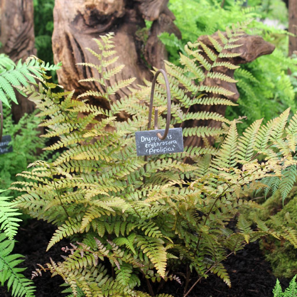 Dryopteris erythrosora Prolifica