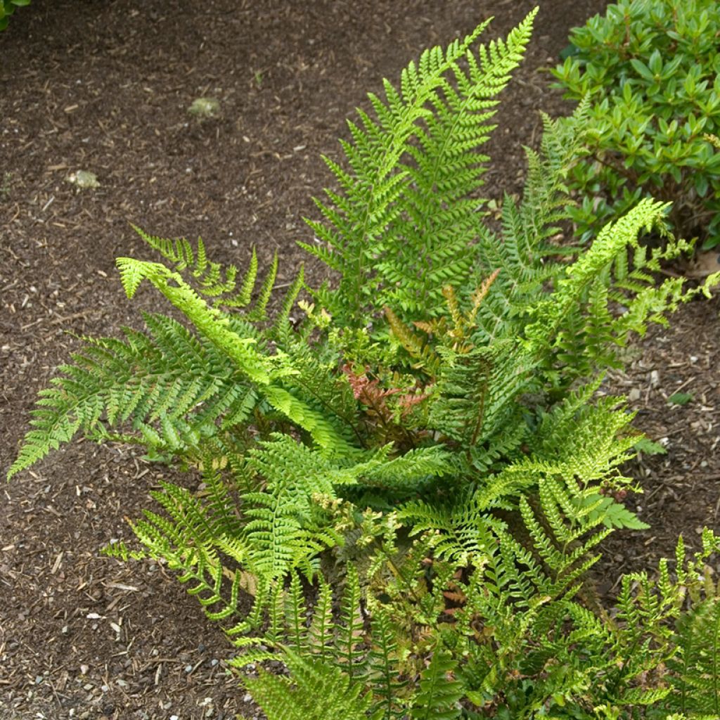 Dryopteris erythrosora Prolifica