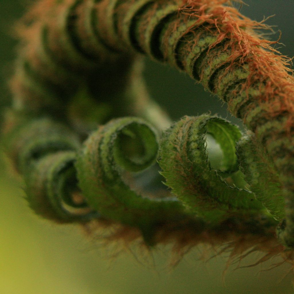 Dryopteris filix-mas - Felce maschio