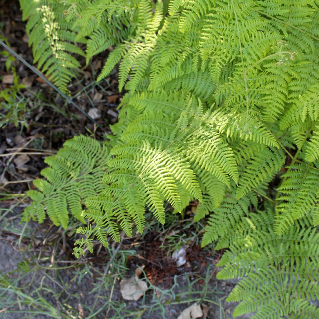 Dryopteris filix-mas - Felce maschio