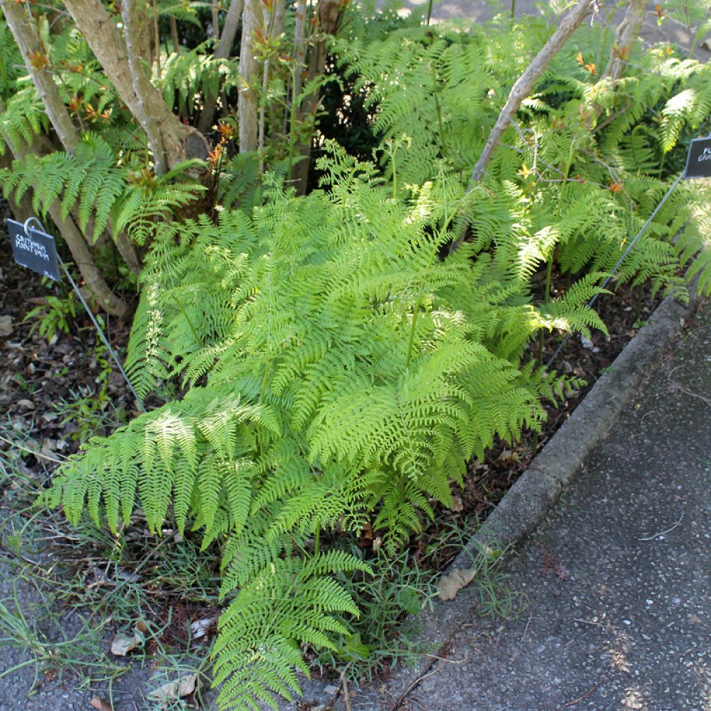 Dryopteris filix-mas - Felce maschio